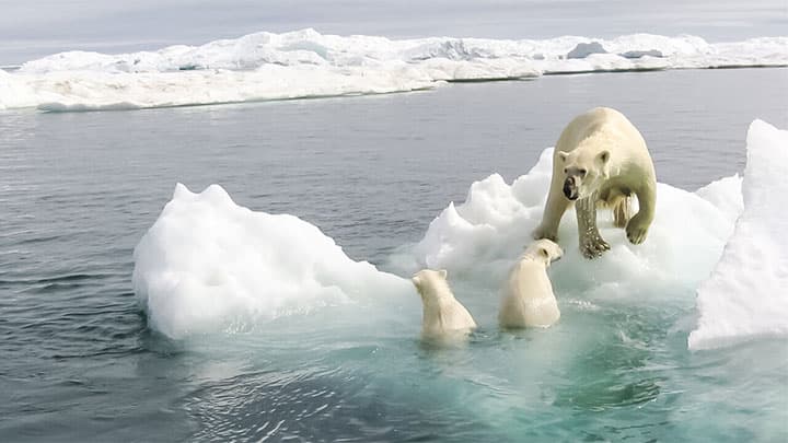 Family of polar bears